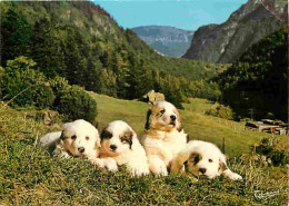 Animaux - Chiens - Chien Des Pyrénées - Chiots - Montagnes - Etat Pli Visible - CPM - Voir Scans Recto-Verso - Chiens