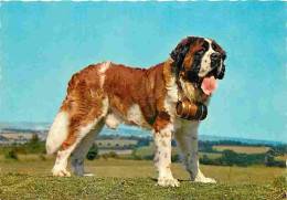 Animaux - Chiens - Saint Bernard - Carte Neuve - CPM - Voir Scans Recto-Verso - Chiens