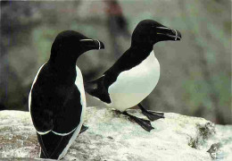 Animaux - Oiseaux - Petits Pingouins - CPM - Voir Scans Recto-Verso - Vogels