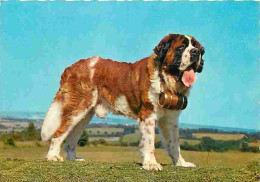 Animaux - Chiens - Saint Bernard - CPM - Voir Scans Recto-Verso - Chiens