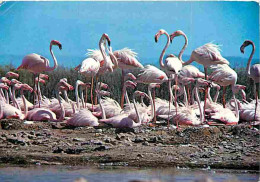 Animaux - Oiseaux - Flamants Roses - En Camargue - CPM - Voir Scans Recto-Verso - Vogels