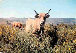 Animaux - Vaches - Auvergne - CPM - Voir Scans Recto-Verso - Vaches