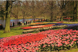 Pays-Bas - Nederland - Holland In Bloementooi - La Hollande En Parure De Fleurs - CPM - Voir Scans Recto-Verso - Weert