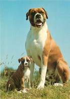 Chiens - CPM - Voir Scans Recto-Verso - Chiens