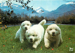 Chiens - CPM - Voir Scans Recto-Verso - Honden