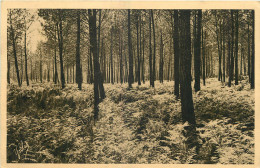 40 - LANDES DE GASCOGNE - LES FOUGERES - Sonstige & Ohne Zuordnung