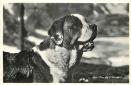 CPM CHIEN - CHIEN DU GRAND SAINT BERNARD - Chiens