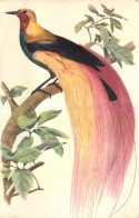 CPM OISEAU - PARADISIER GRAND EMERAUDE - Oiseaux