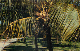 ETATS UNIS - THE COCONUT PALM TREE - Sonstige & Ohne Zuordnung