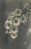 THEME FLEURS  - MARGUERITES - Fleurs