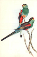 THEME OISEAUX  - PSEPHOTUS PULCHERRIMUS  - Vogels