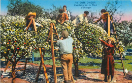 COTE D'AZUR - CUEILLETTE DE LA FLEUR D'ORANGER - Culturas