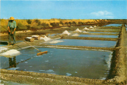 17 ILE DE RE MARAIS SALANTS - Ile De Ré