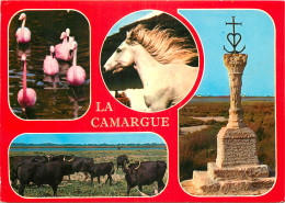 13 LA CAMARGUE MULTIVUES - Sonstige & Ohne Zuordnung