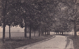 VERNEUIL SUR SEINE(ARBRE) - Verneuil Sur Seine