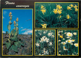 FLEURS SAUVAGES GENTIANES JONQUILLES NARCISSES - Flowers