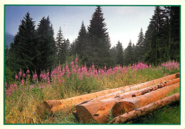 IMAGE DE NOS MONTAGNES EN ÉTÉ  - Non Classés