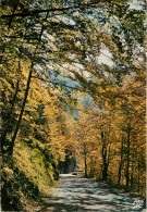 LA FORET EN AUTOMNE - Bomen