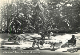 CHARMANT SOM TRAINEAU DE CHIENS - Chiens