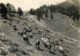 73 PAYSAGE DES ALPES - Autres & Non Classés