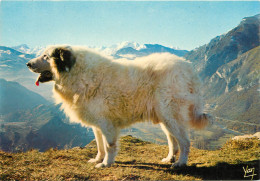 65 CHIEN DES PYRENEES - Otros & Sin Clasificación