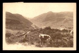 58 - LUZY - VACHES AU PATURAGE SUR LA MONTAGNE - Autres & Non Classés