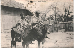 CPA Carte Postale Sénégal Boeufs Porteurs 1904  VM81261ok - Senegal