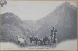 SUISSE VALAIS CPA CARTE POSTALE ANCIENNE TROUPEAU A CHEVRES SUR L'ALPE - Autres & Non Classés