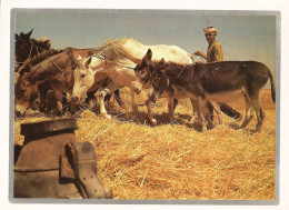 *CPM - MAROC - Battage Traditionnel Avec ânes Et Chevaux - - Autres & Non Classés
