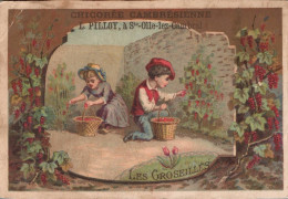 Chromo Chicorée Cambrésienne Les Groseilles - Tea & Coffee Manufacturers