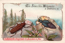 Chromo Les Insectes Nuisible A Détruire - Tee & Kaffee