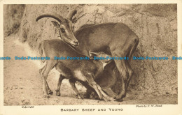 R640907 Barbary Sheep And Young. Zoological Society Of London. F. W. Bond - Autres & Non Classés