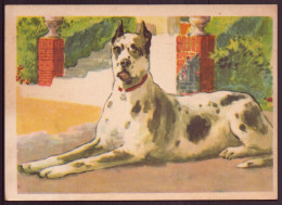 Chromo ( 13.5 X 9.5 Cm ) " Dogue Allemand " - Other & Unclassified