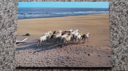 CPM CHEVAL CHEVAUX CAMARGUE  MANADE DE CHEVAUX SUR LA PLAGE ED MERIDIONALES - Caballos