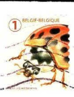 Belgique Poste Obl Yv:4942 Mi:5000 Coccinelle Harmonia Axyridis (Lign.Ondulées) Sur Fragment - Used Stamps