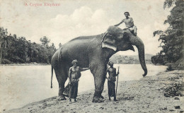 SRI LANKA  CEYLON  Elephant - Sri Lanka (Ceylon)