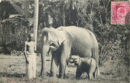 SRI LANKA  CEYLON  Elephant - Sri Lanka (Ceilán)