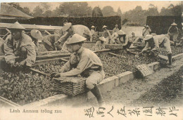 260524A - 78 VERSAILLES WW1 LINH ANNAM TRONG RAU Annamites Au Travail Dans Les Jardins De Versailles Militaria 1914 1918 - Versailles