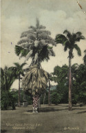 Dominica, B.W.I., ROUSEAU, Botanical Station, Tallipot Palms (1934) Postcard - Dominica