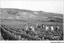 CAR-AAJP4-51-0367 - AY - LA CHAMPAGNE - Scènes De Vendanges - Ay En Champagne