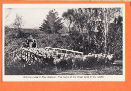 2313 / ⭐ Droving Sheep NEW-ZEALAND The Home Finest Lamb In The World-Troupeau Moutons Meilleurs Monde NOUVELLE ZELANDE - Nuova Zelanda