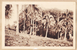 14927 /⭐ ♥️  Peu Commun VANUATU NOUVELLES-HEBRIDES Cocotiers Et Banian 1930s Cliché DOMEGE Périgueux - Vanuatu