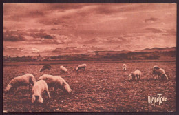 CPA " Troupeau De Porcs Au Pâturage " - Pigs