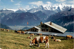 Berghaus Niederhorn, Beatenberg (128) * 21. 7. 1967 - Beatenberg