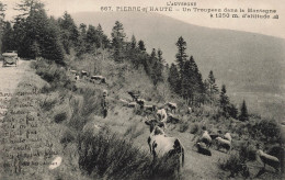 FRANCE - Pierre Sur Haute - Un Troupeau Dans La Montagne - Carte Postale Ancienne - Andere & Zonder Classificatie