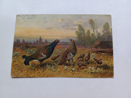 Tres Ancienne Carte Photo Chasse Coq De Bruyere Voyagée Année 1900 - Altri & Non Classificati