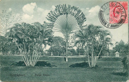 ASIE  SINGAPOUR  Palm - Singapore