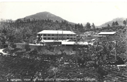 A Général View Of Tea Estate Showing Factory Ceylan - Sri Lanka (Ceylon)