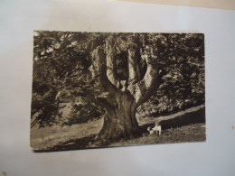 SWITZERLAND  POSTCARDS ST CERGUE  BIG OLD TREE - Andere & Zonder Classificatie