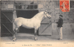 61-LE-HARAS DU PIN- " TRITON " ETALON PERCHERON - Autres & Non Classés